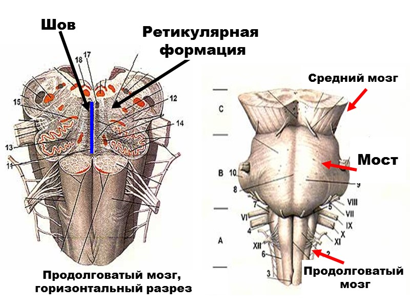 Продолговатый  мозг Мост Средний мозг Продолговатый мозг,  горизонтальный разрез Ретикулярная  формация